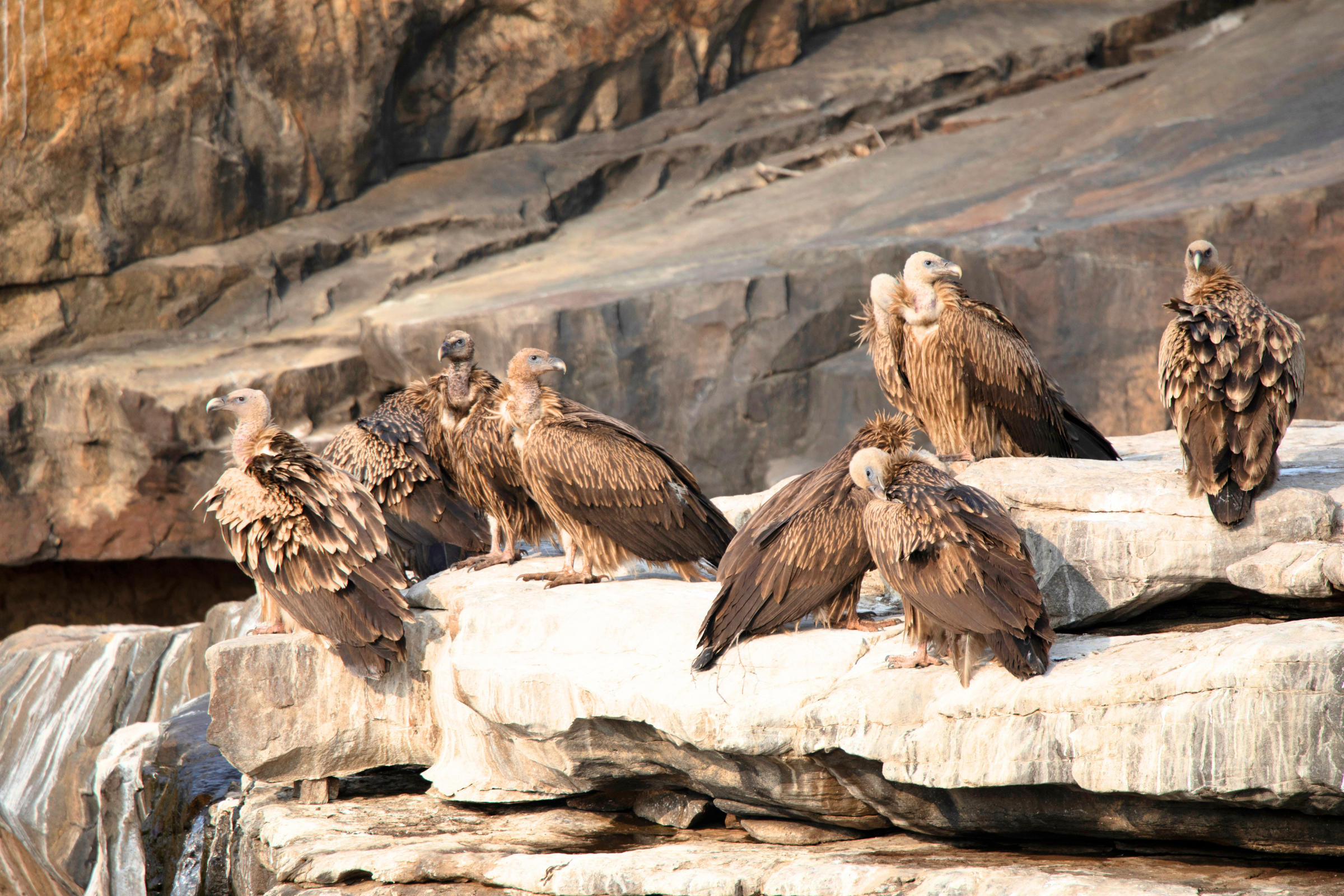 panna tiger reserve (3).webp